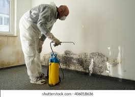 Best Mold Damage Restoration  in Covedale, OH